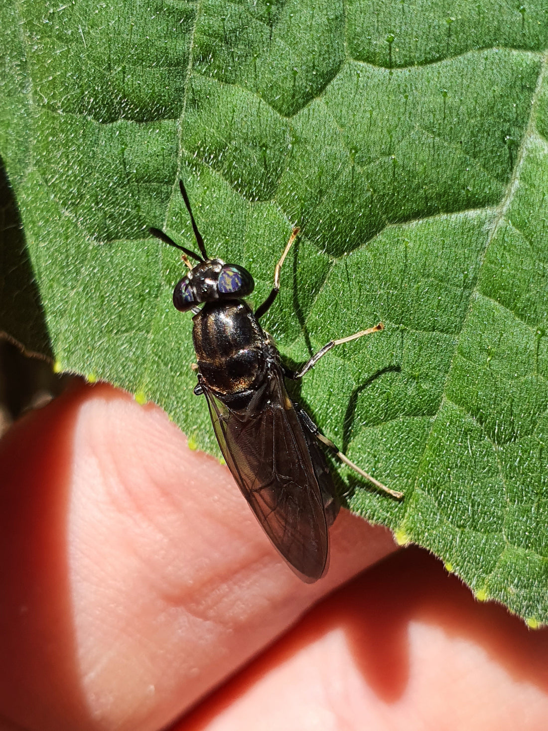 Nature’s Best Bio-Converter: Why the Black Soldier Fly is a Homestead Hero