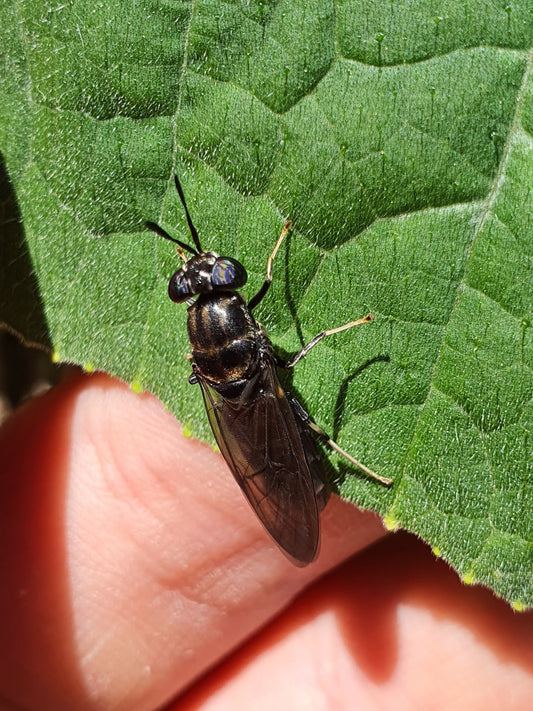 Nature’s Best Bio-Converter: Why the Black Soldier Fly is a Homestead Hero